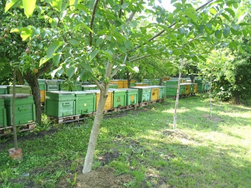 méhészet
