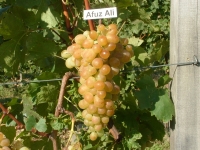 Abaszőlő